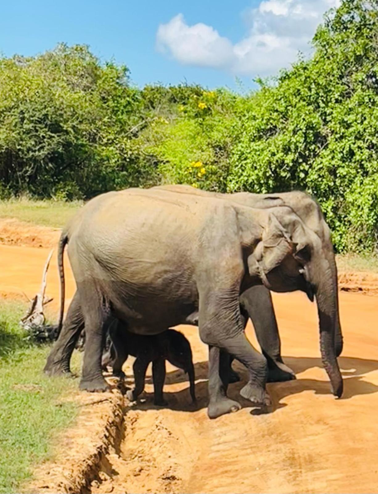 Black Panther Yala Tissamaharama Buitenkant foto