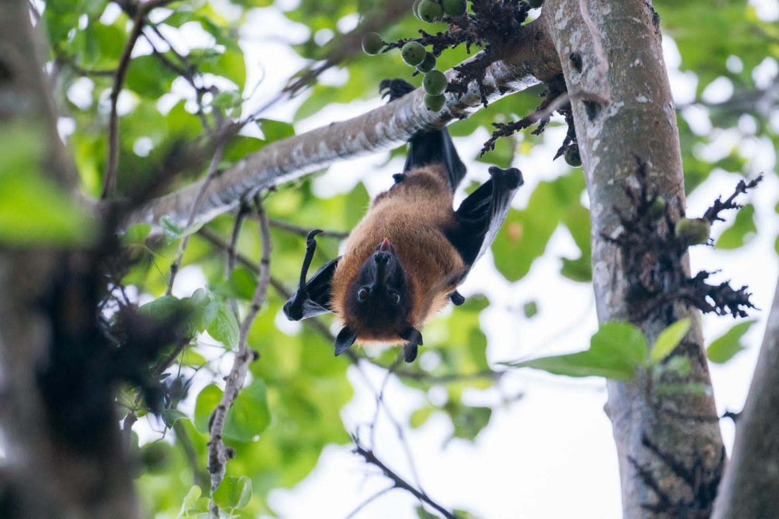 Black Panther Yala Tissamaharama Buitenkant foto